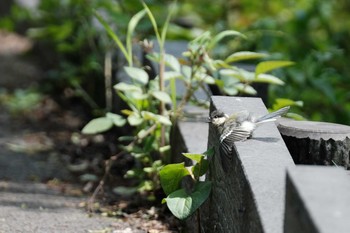 シジュウカラ 東京港野鳥公園 2020年7月12日(日)