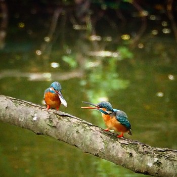 Common Kingfisher Mizumoto Park Tue, 5/10/2016