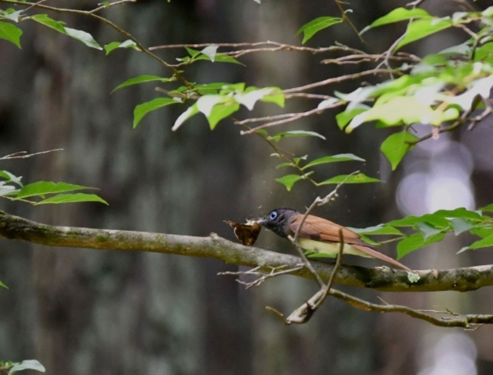 Photo of Black Paradise Flycatcher at 海上の森 by takuma_246