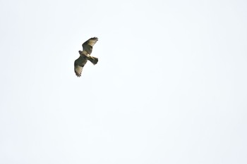 Crested Honey Buzzard 海上の森 Sun, 7/12/2020