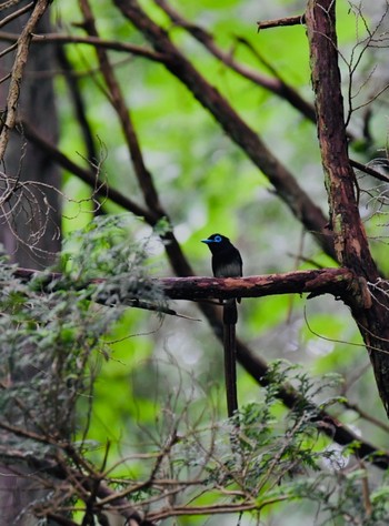 サンコウチョウ 海上の森 2020年7月12日(日)