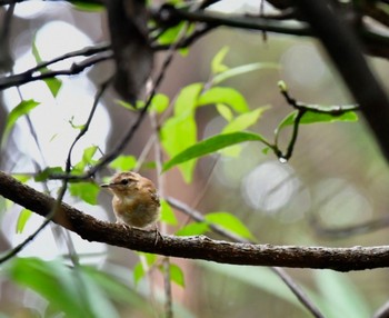 Sun, 7/12/2020 Birding report at 海上の森