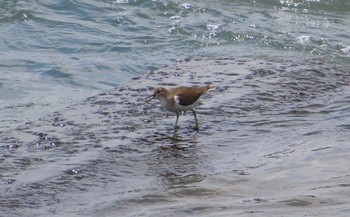 Common Sandpiper 多摩川二ヶ領宿河原堰 Sun, 7/12/2020