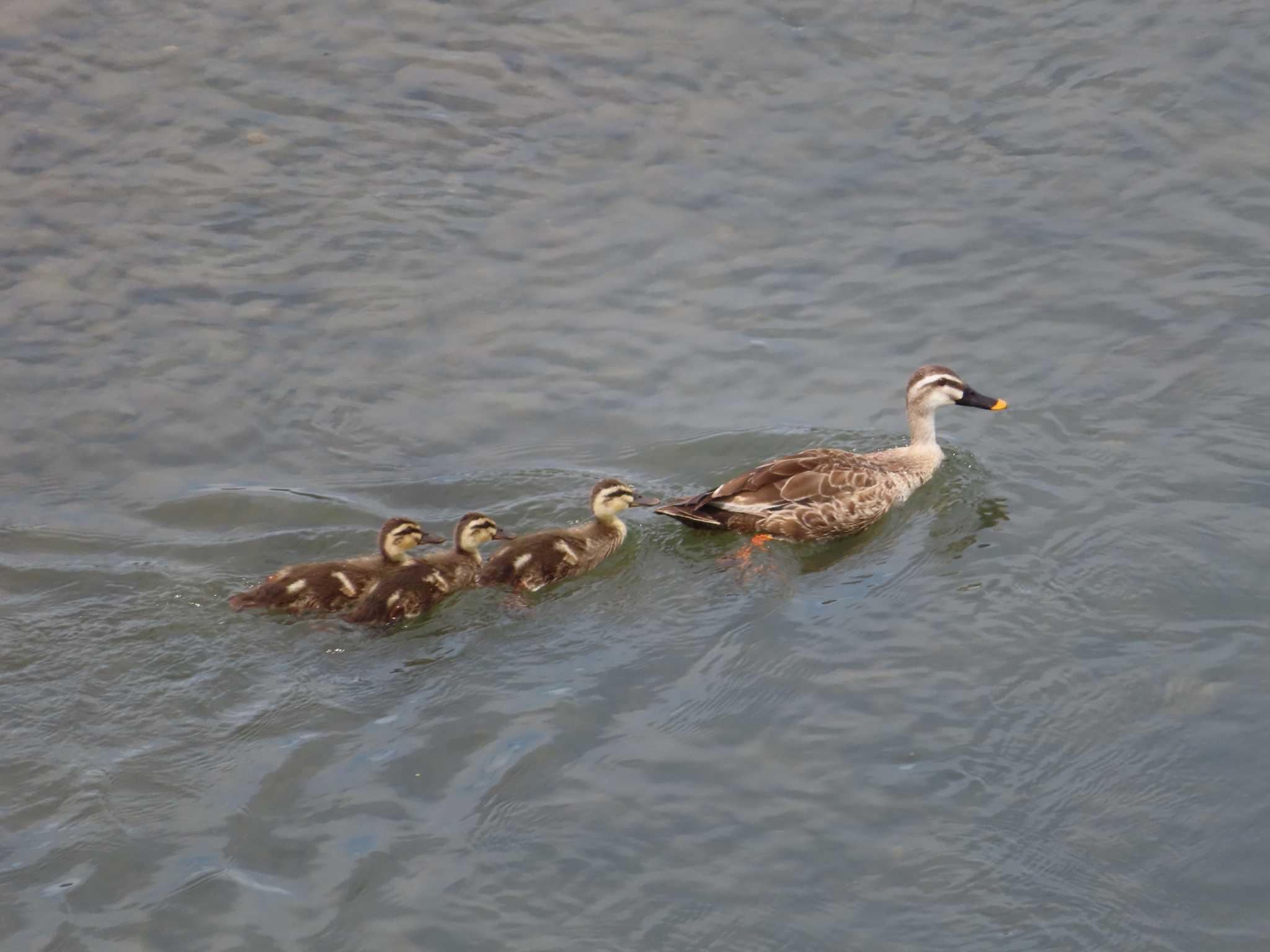 Photo of Eastern Spot-billed Duck at 多摩川二ヶ領宿河原堰 by ゆ