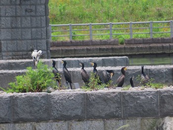 カワウ 多摩川二ヶ領宿河原堰 2020年7月12日(日)