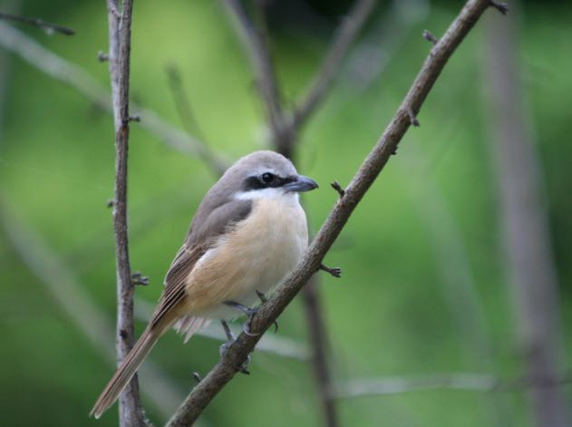 行徳野鳥観察舎付近 シマアカモズの写真