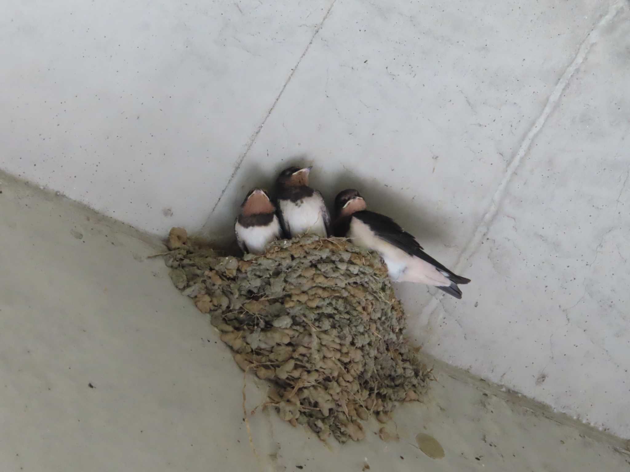 Photo of Barn Swallow at 多摩川二ヶ領宿河原堰 by ゆ