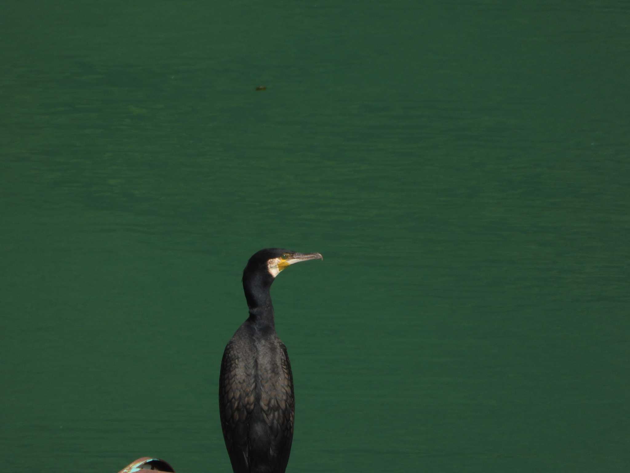 早戸川林道 カワウの写真 by Kanou Masaru