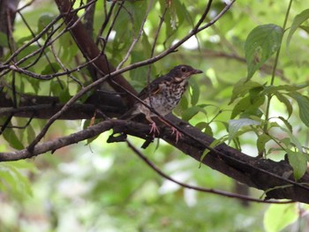 2020年7月12日(日) 早戸川林道の野鳥観察記録