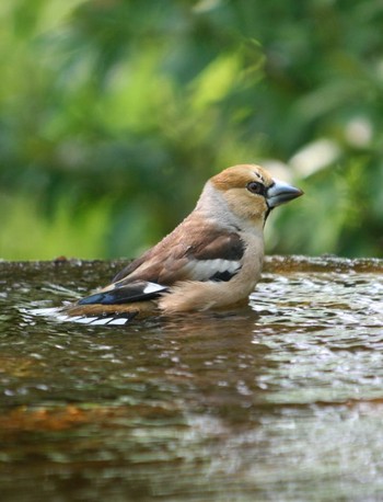 Hawfinch 権現山(弘法山公園) Fri, 4/15/2016