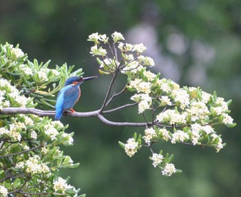 Common Kingfisher 金山調節池 Tue, 5/10/2016