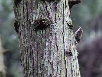 Sun, 7/12/2020 Birding report at ささやまの森公園(篠山の森公園)