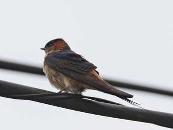 Red-rumped Swallow ささやまの森公園(篠山の森公園) Sun, 7/12/2020