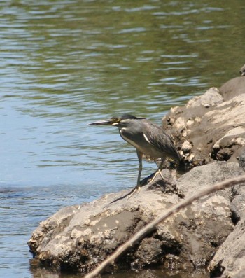 Striated Heron Nagahama Park Thu, 5/12/2016