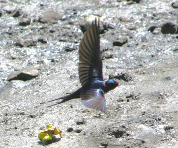 Barn Swallow Nagahama Park Thu, 5/12/2016