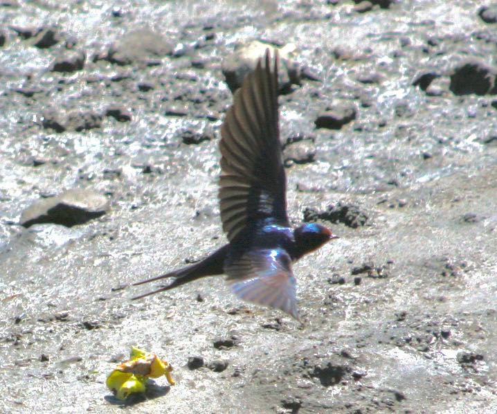 長浜公園 ツバメの写真