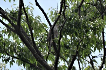 Japanese Sparrowhawk 埼玉県廣瀬神社 Sun, 7/12/2020