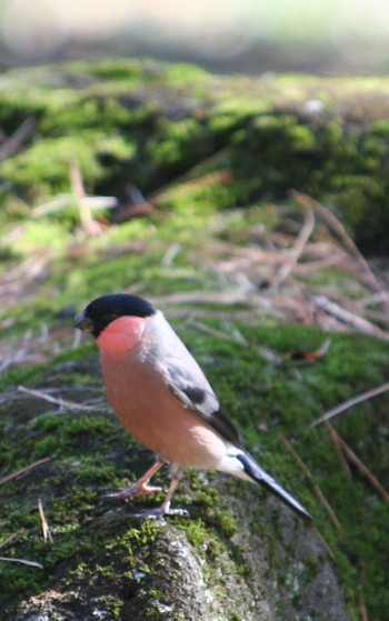 アカウソ 智光山公園 2016年2月21日(日)