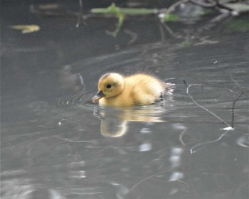 Eastern Spot-billed Duck 埼玉県廣瀬神社 Sat, 7/11/2020