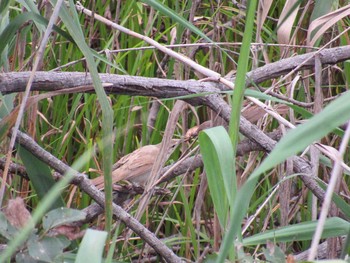 Oriental Reed Warbler Unknown Spots Sun, 7/12/2020