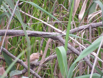 Oriental Reed Warbler Unknown Spots Sun, 7/12/2020