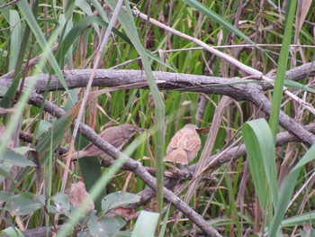 Oriental Reed Warbler Unknown Spots Sun, 7/12/2020