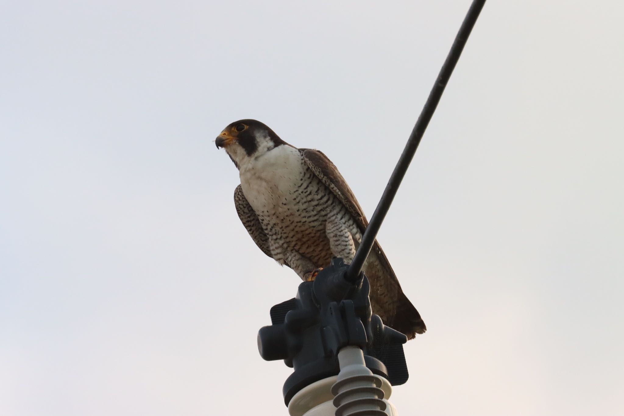 Photo of Peregrine Falcon at 諫早中央干拓 by juusenseibatsu