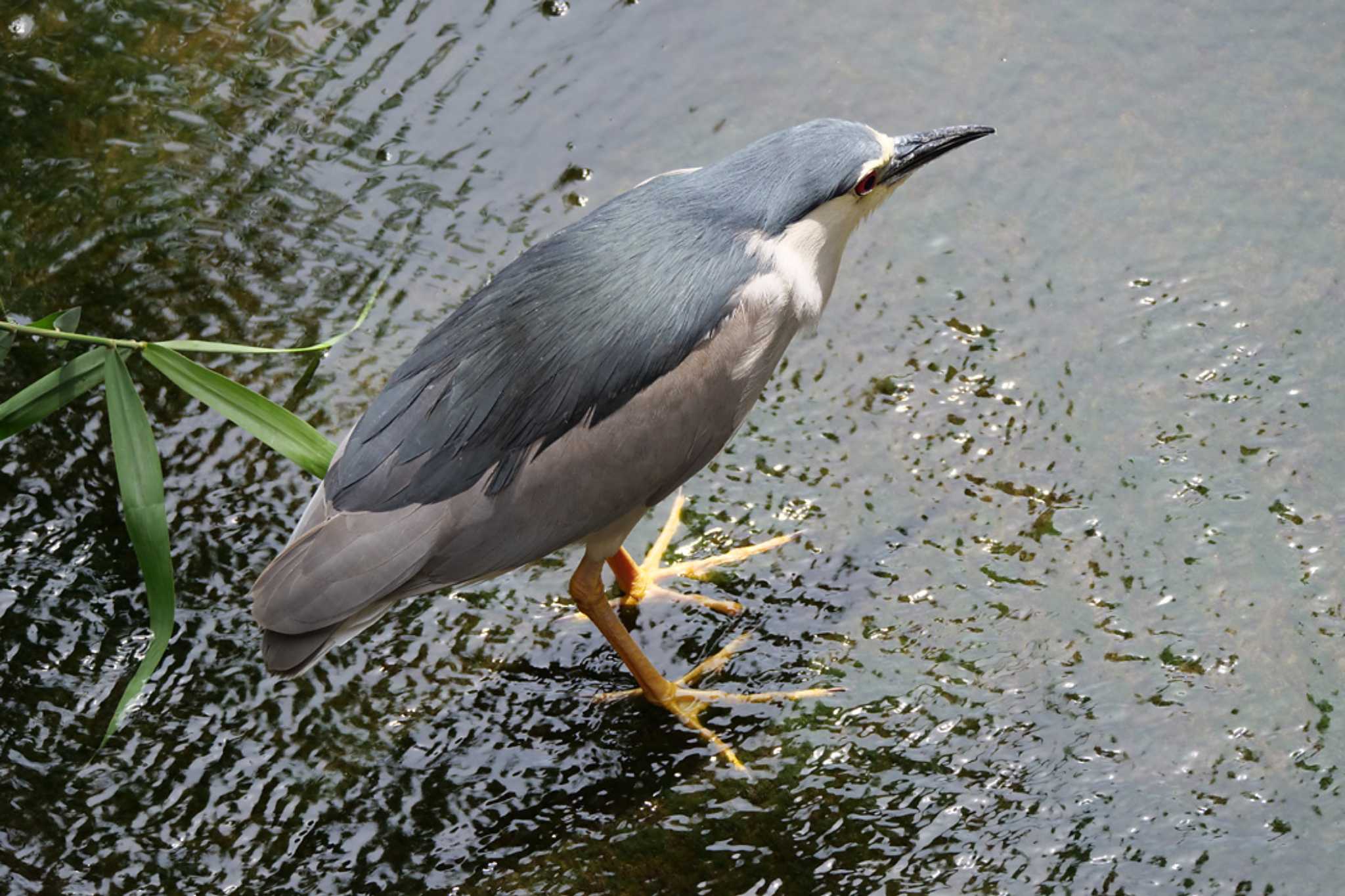 葛西臨海公園 ゴイサギの写真 by ぴくるす