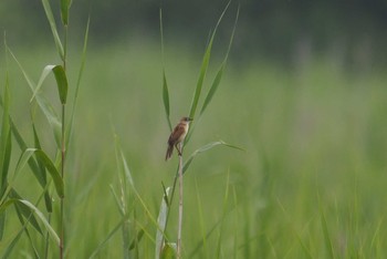 Marsh Grassbird Watarase Yusuichi (Wetland) Sun, 7/12/2020