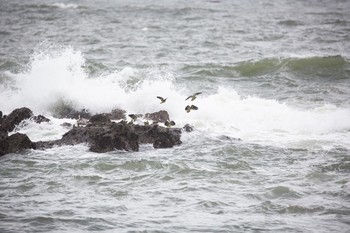 アオバト 大磯照ヶ崎海岸 2020年7月11日(土)