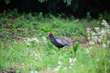 2020年6月6日(土) 日光市根室の野鳥観察記録