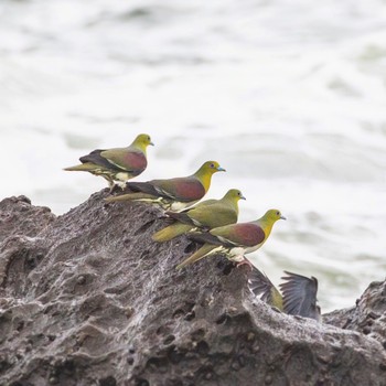 2020年7月11日(土) 大磯照ヶ崎海岸の野鳥観察記録