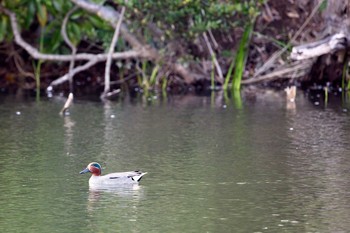 コガモ 水元公園 2020年4月4日(土)