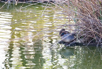 コガモ 水元公園 2020年4月4日(土)