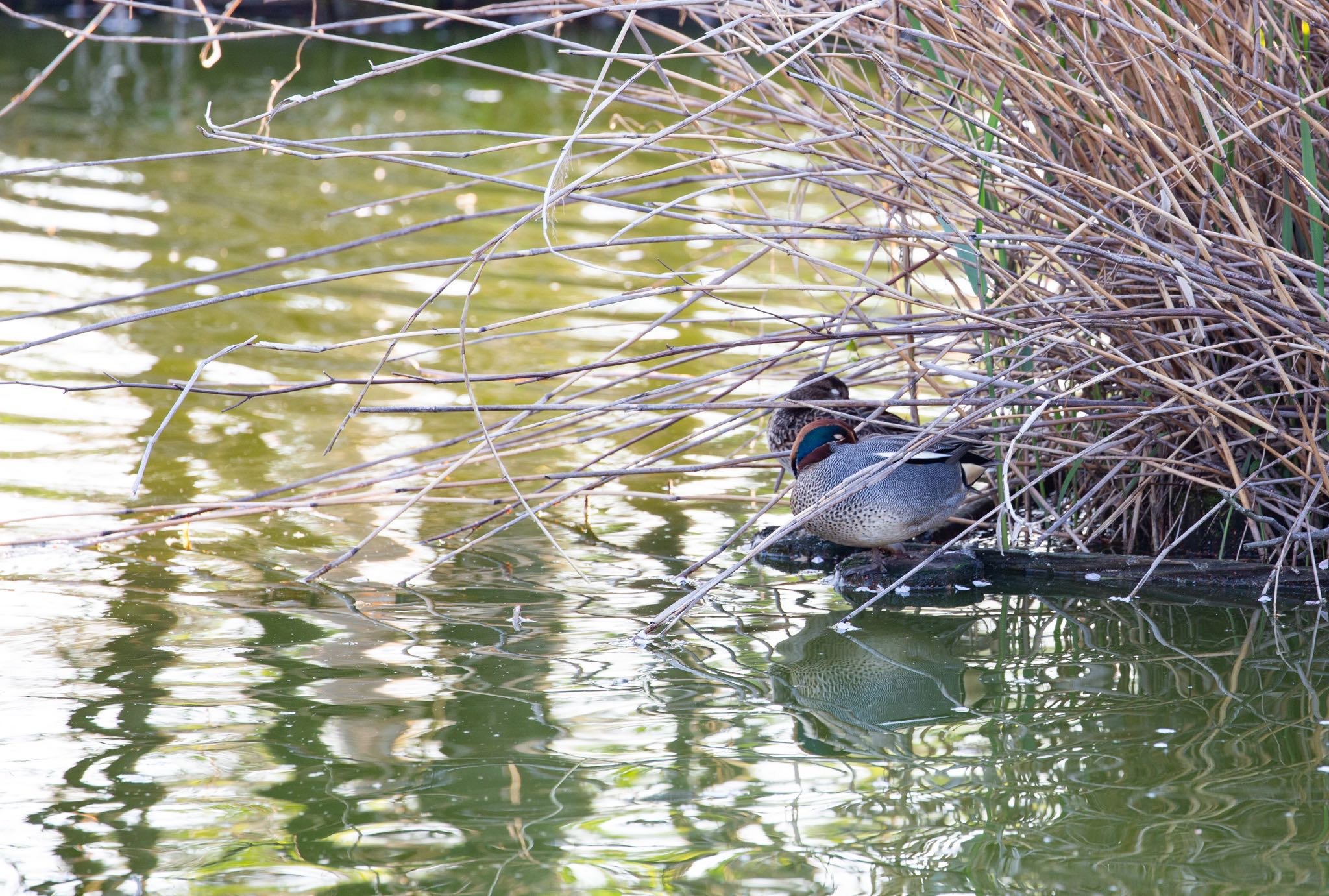 水元公園 コガモの写真 by Leaf