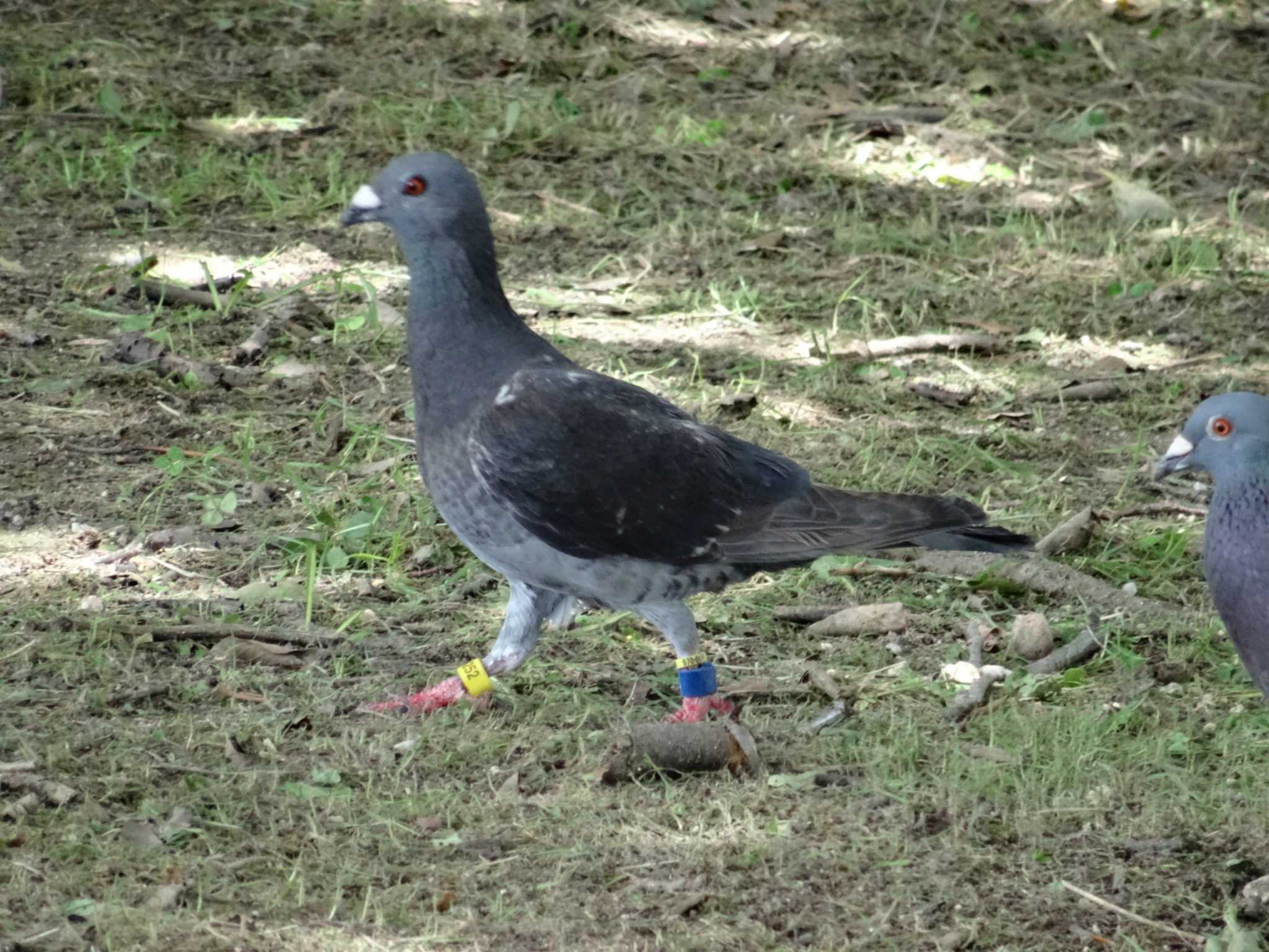 Photo of Rock Dove at 武庫川 by Michinoji