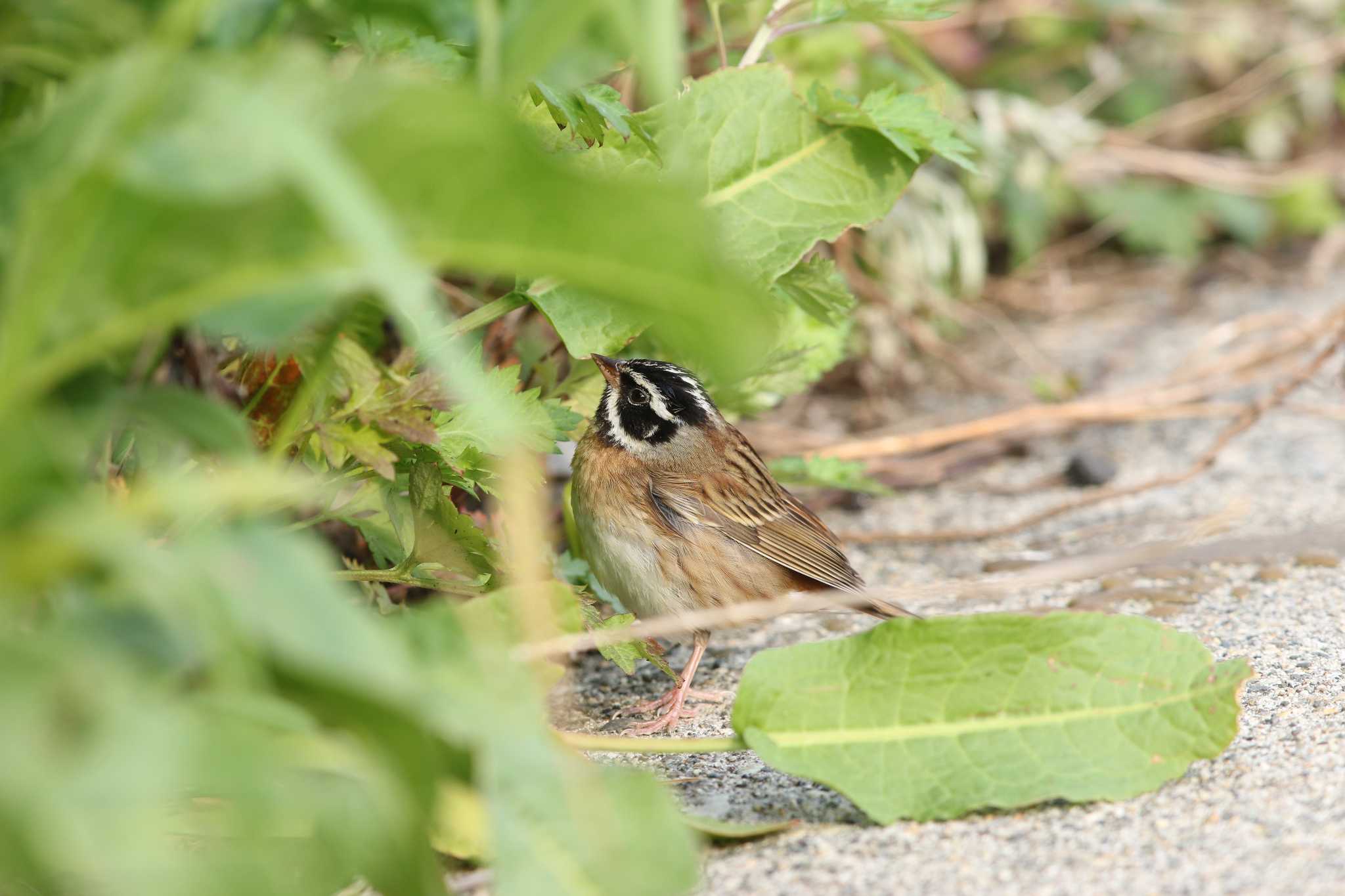 Photo of Tristram's Bunting at Hegura Island by Trio