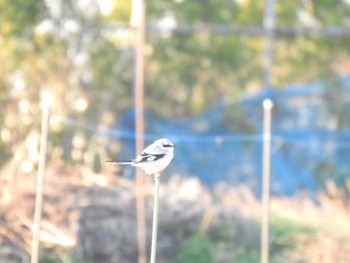 Chinese Grey Shrike Unknown Spots Fri, 3/6/2020