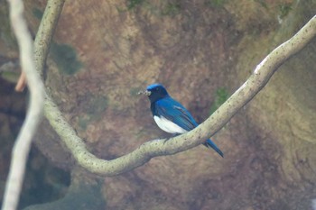 Blue-and-white Flycatcher 瀬上市民の森 Sat, 5/14/2016