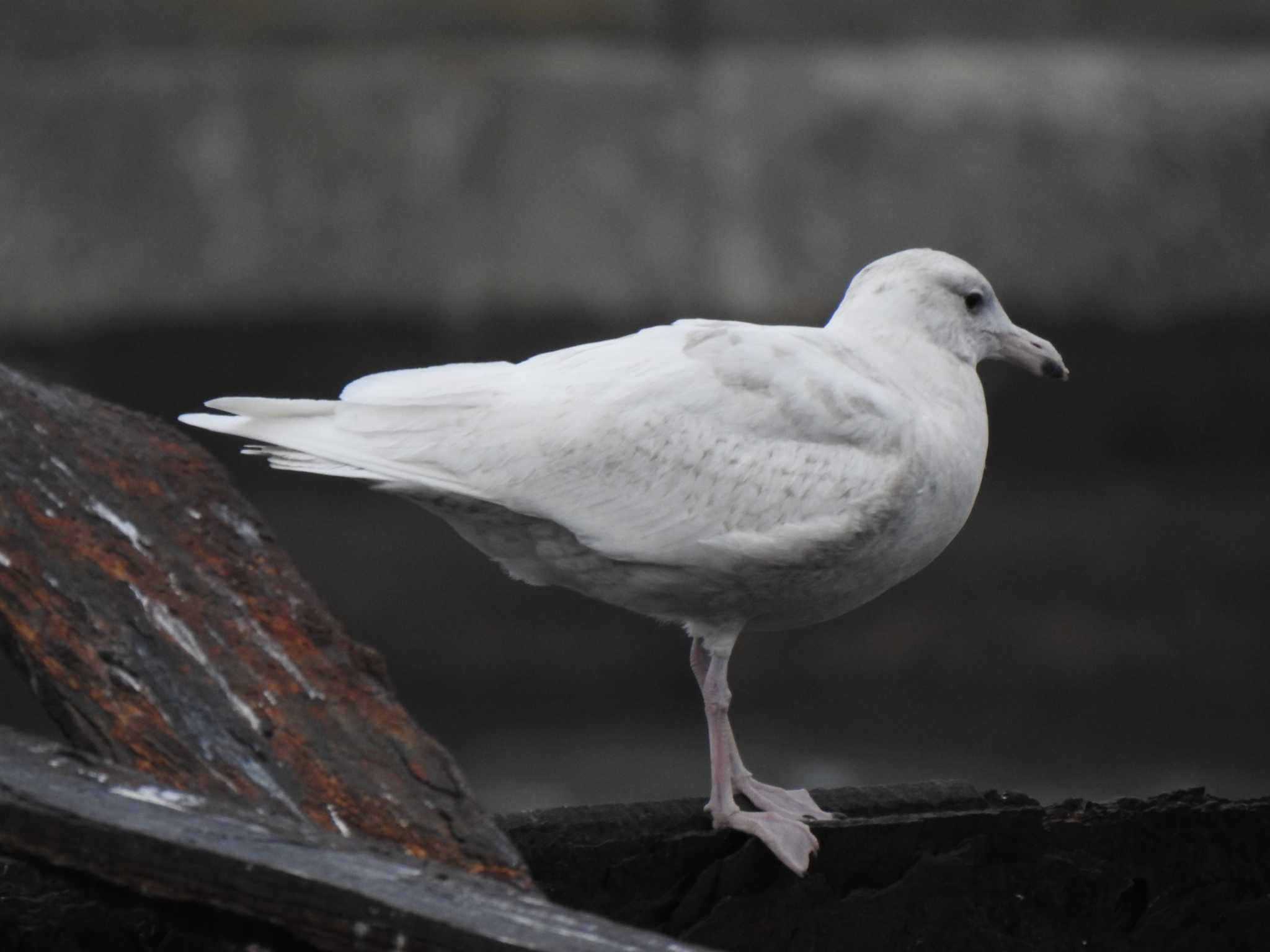 Photo of Glaucous Gull at  by horo-gold