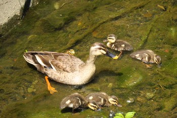 Eastern Spot-billed Duck 田谷 Sat, 5/14/2016