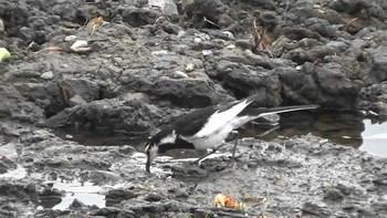 White Wagtail 荒川河川敷　千住桜木自然地 Fri, 7/10/2020