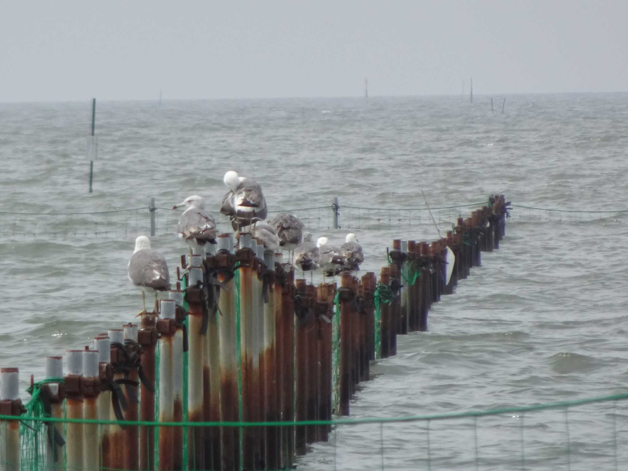 ふなばし三番瀬海浜公園 ウミネコの写真 by Kozakuraband