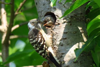 Japanese Pygmy Woodpecker 金井遊水地(金井遊水池) Sat, 5/14/2016