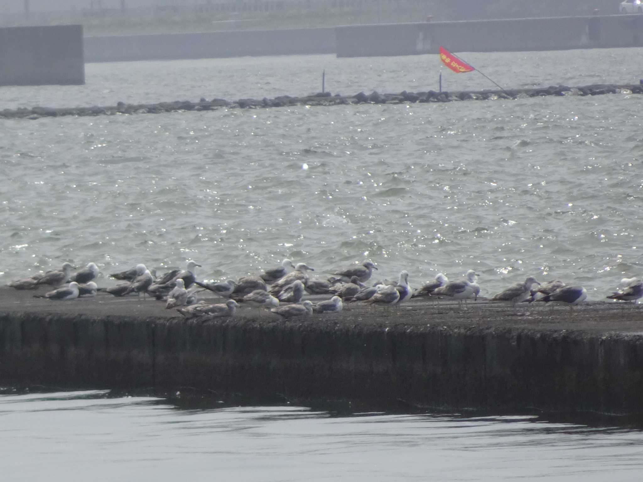 ふなばし三番瀬海浜公園 ウミネコの写真 by Kozakuraband