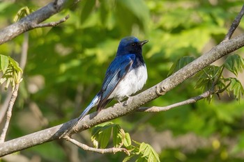 Blue-and-white Flycatcher Unknown Spots Fri, 5/13/2016