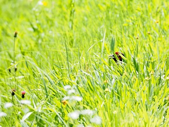 キジ 豊田市中金 2020年7月12日(日)