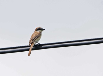 Brown Shrike Unknown Spots Sun, 7/12/2020