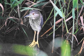 ゴイサギ 野川 2020年7月1日(水)