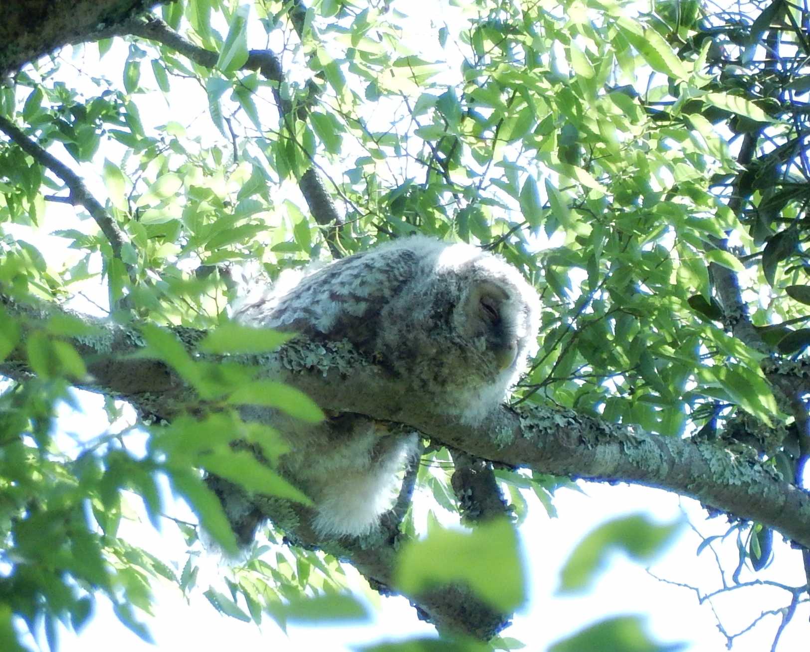 眠いんだよぉ